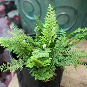 Alaskan Fern
