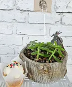BOTANICALS AND BREWS AND SWEETS TOO