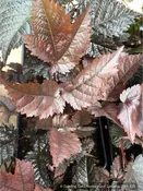 Astilbe 'Chocolate Shogun' PP26430, Shogun False Spirea