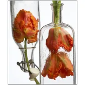 Flowers — Gordon Munro Photography