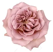 Bulk Cafe Latte Garden Roses