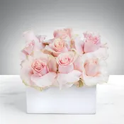Marshmallow Dreams By BloomNation™