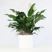 Comforting Planter Small