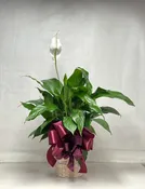 Green plant variety may vary