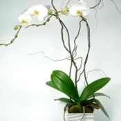 Grand Gorgeous Orchid Plant