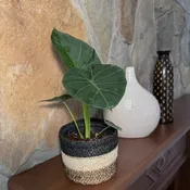 Alocasia Regal Shields Elephant Ear