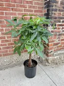 10" money tree — the plant gays