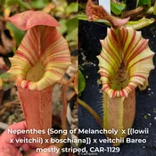 Nepenthes {Song of melancholy  x [(lowii x veitchii) x boschiana]} x veitchii Bareo mostly striped, CAR-1129- SEED POD