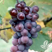 Champanel Grape