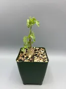 Adenia spinosa — Desert Creations