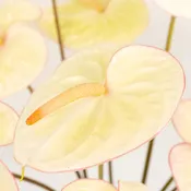Anthurium Green Tea Tropical Flower