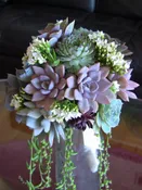 SUCCULENT BEAUTY