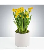 DAFFODILS IN A PLANTER