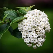 Korean Spice Viburnum
