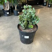 Euphorbia ‘Cristata’ 14” pot — Urban Planting Cleveland