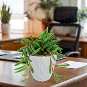 Ruby Necklace Plant 'Othonna capensis'