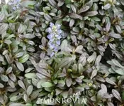 Ajuga, Chocolate Chip