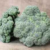 Broccoli, Castle Dome Hybrid.