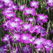 Agrostemma 'Purple Queen'