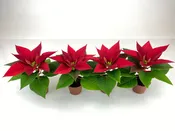2" Mini Poinsettias (2" Grower Pots-No Cover Pots)