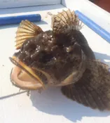 Gulf of Maine Bony Fish | Osteichthyes Fish (4 Species) | Gulf Of Maine, Inc.