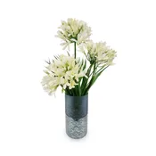 Agapanthus