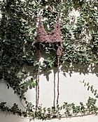 AMALYA MEIRA Moss Bikini Top in Natural Multi — LAGOON
