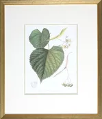 ANTIQUE AMERICAN LINDEN