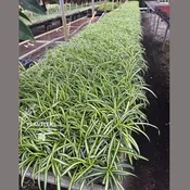 2” Assorted Spider Bulk 10 Pots Indoor Plant ( Case of 10 Pots)