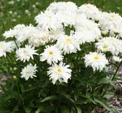 LEUCANTHEMUM 'MARSHMALLOW'