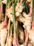 Lg. Galangal Asian Spice Ginger Plant (alpinia galanga)