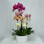 9″ Round Orchid Bowl