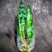 Sansevieria Zeylanica Baby Plant Cut - 2" Green Snake Plant Starter - Indoor Air Purifier Hardy Low Light Office Plants - Gift for Mom