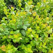 Abelia x grandiflora 'Rose Creek' (Abelia) Unity Grown