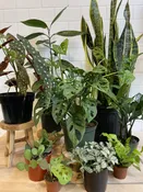 Houseplants