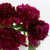 Burgundy Red Charm Peonies