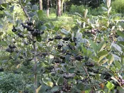 Aronia melanocarpa, 'Nero'