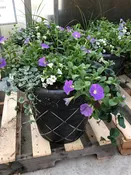 18" Combo Planters —  Wagenmaker Greenhouses