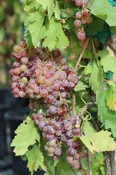 Grape Table 'Flame Seedless'
