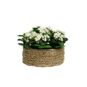 12" Faux White Kalanchoe In a Seagrass Basket
