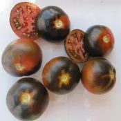Tomato, Chestnut Chocolate