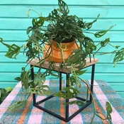 Swiss Cheese Plant