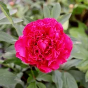 Peony 'Kansas'  Bare Root — Gardenwerks