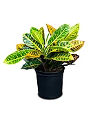 Croton Petra