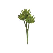 Agave Stem