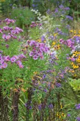 32 Plant Rain Garden