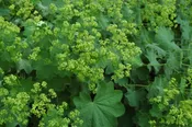 Alchemilla-Mollis 1C