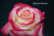 Bold and Beautiful (NA) — K and M Nursery
