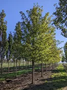 Aristocrat® Pear | Pyrus calleryana 'Aristocrat' — Northwest Shade Trees