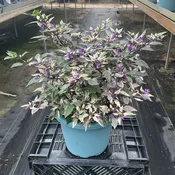 Calico Ornamental Pepper - 8" Fall Annuals